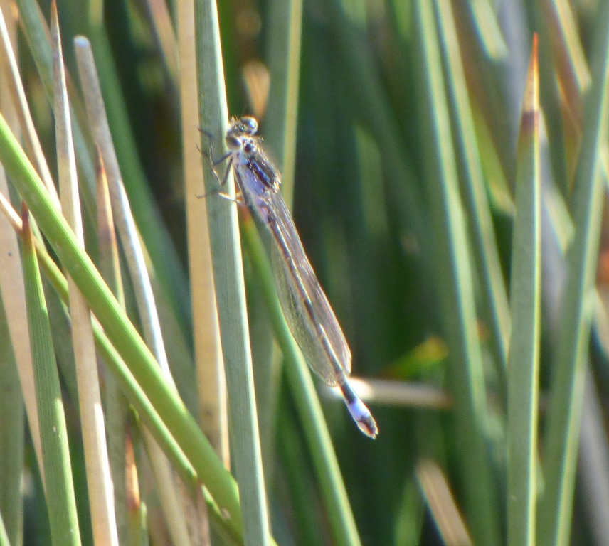 Ischnura elegans, femmina